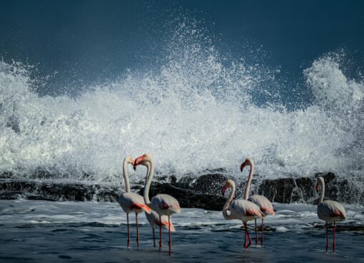 flamingos in water