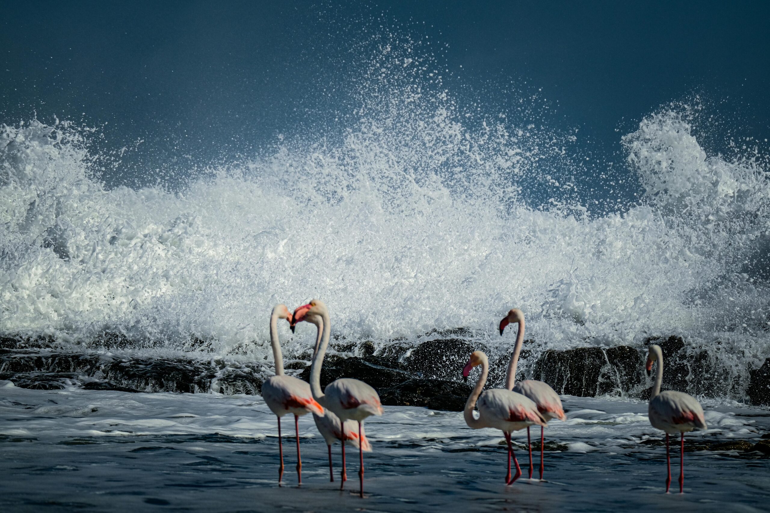 flamingos in water